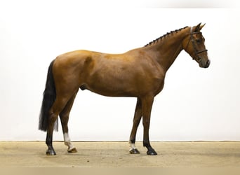 KWPN, Wałach, 5 lat, 172 cm, Gniada