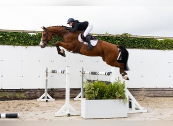 KWPN, Wałach, 5 lat, 172 cm, Gniada