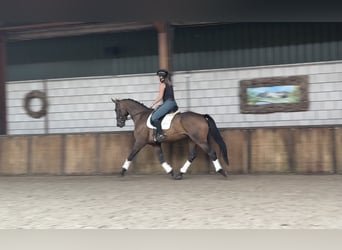 KWPN, Wałach, 5 lat, 174 cm, Ciemnogniada