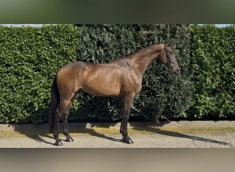 KWPN, Wałach, 5 lat, 174 cm, Ciemnogniada