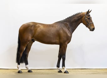 KWPN, Wałach, 5 lat, 175 cm, Ciemnogniada