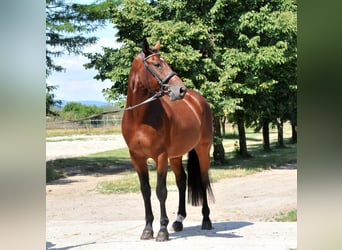 KWPN, Wałach, 5 lat, 175 cm, Gniada