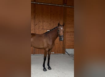KWPN, Wałach, 5 lat, 175 cm, Gniada