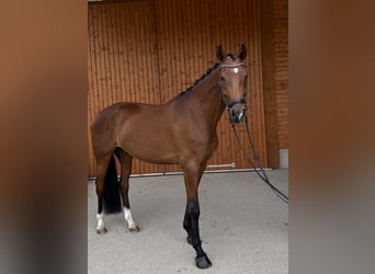 KWPN, Wałach, 5 lat, 175 cm, Gniada