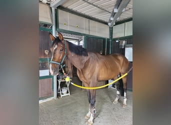 KWPN, Wałach, 5 lat, 175 cm, Gniadodereszowata