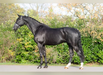 KWPN, Wałach, 5 lat, 175 cm, Kara