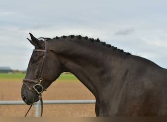 KWPN, Wałach, 5 lat, 176 cm, Kara