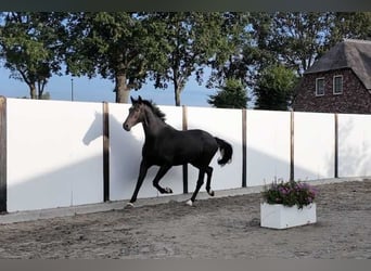 KWPN, Wałach, 5 lat, 177 cm, Ciemnogniada