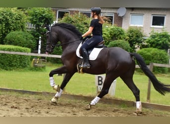 KWPN, Wałach, 5 lat, 178 cm, Ciemnogniada