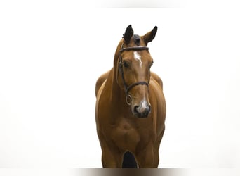 KWPN, Wałach, 5 lat, 178 cm, Gniada