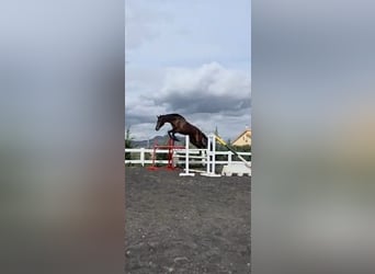 KWPN, Wałach, 5 lat, 180 cm, Ciemnogniada