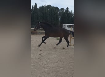 KWPN, Wałach, 5 lat, 180 cm, Ciemnogniada