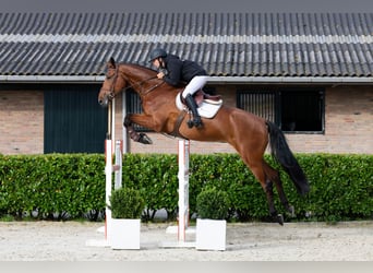 KWPN, Wałach, 5 lat, 182 cm, Gniada