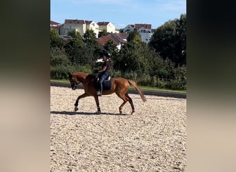 KWPN, Wałach, 6 lat, 155 cm, Kasztanowata