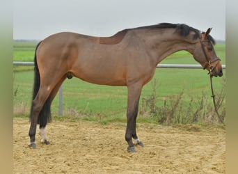 KWPN, Wałach, 6 lat, 160 cm, Gniada