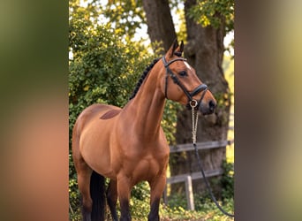 KWPN, Wałach, 6 lat, 162 cm, Gniada