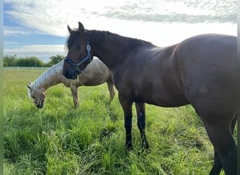 KWPN Mix, Wałach, 6 lat, 162 cm, Gniada