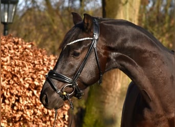 KWPN, Wałach, 6 lat, 162 cm, Kara