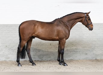 KWPN, Wałach, 6 lat, 165 cm