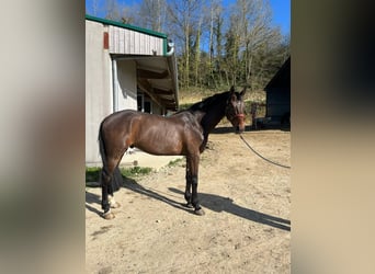 KWPN, Wałach, 6 lat, 166 cm, Skarogniada