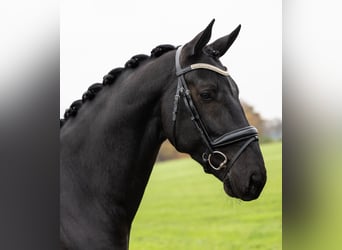 KWPN, Wałach, 6 lat, 167 cm, Skarogniada