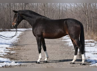 KWPN, Wałach, 6 lat, 168 cm, Ciemnogniada