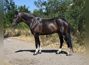 KWPN, Wałach, 6 lat, 168 cm, Gniada