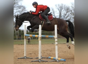 KWPN, Wałach, 6 lat, 168 cm, Gniada