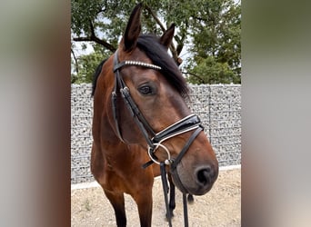 KWPN, Wałach, 6 lat, 168 cm, Gniada