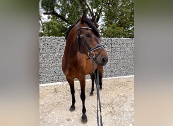 KWPN, Wałach, 6 lat, 168 cm, Gniada