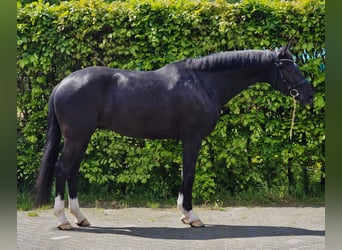 KWPN, Wałach, 6 lat, 168 cm, Kara