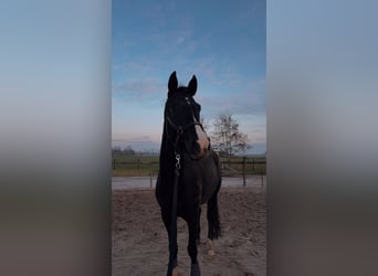 KWPN, Wałach, 6 lat, 168 cm, Kara