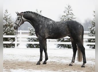 KWPN, Wałach, 6 lat, 168 cm, Siwa