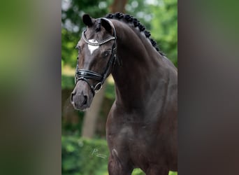 KWPN, Wałach, 6 lat, 169 cm, Skarogniada