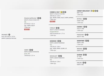 KWPN, Wałach, 6 lat, 170 cm, Ciemnogniada