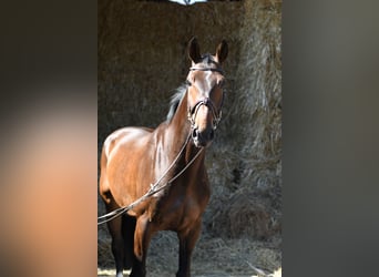 KWPN, Wałach, 6 lat, 170 cm, Gniada