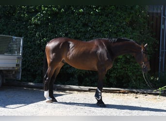 KWPN, Wałach, 6 lat, 170 cm, Gniada