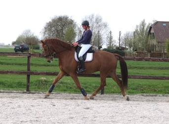 KWPN, Wałach, 6 lat, 170 cm, Kasztanowata