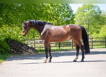 KWPN, Wałach, 6 lat, 170 cm