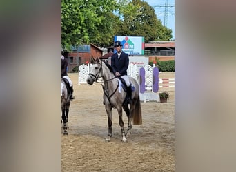 KWPN, Wałach, 6 lat, 170 cm, Siwa