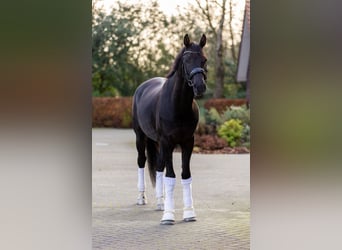 KWPN, Wałach, 6 lat, 171 cm, Kara