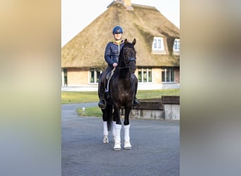 KWPN, Wałach, 6 lat, 171 cm, Kara