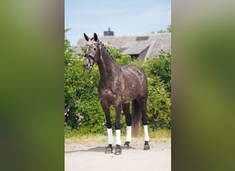 KWPN, Wałach, 6 lat, 171 cm, Siwa