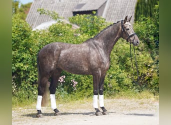 KWPN, Wałach, 6 lat, 171 cm, Siwa