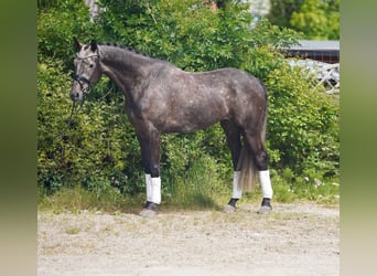 KWPN, Wałach, 6 lat, 171 cm, Siwa