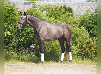 KWPN, Wałach, 6 lat, 171 cm, Siwa