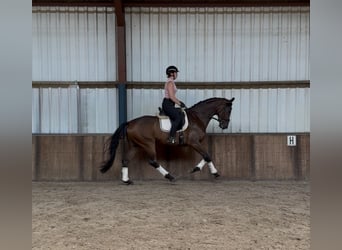 KWPN, Wałach, 6 lat, 172 cm, Ciemnogniada