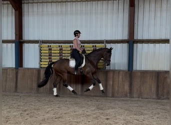 KWPN, Wałach, 6 lat, 172 cm, Ciemnogniada