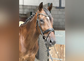 KWPN, Wałach, 6 lat, 172 cm, Ciemnogniada
