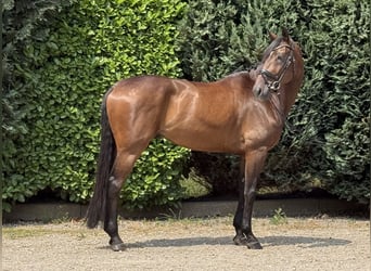 KWPN, Wałach, 6 lat, 172 cm, Ciemnogniada